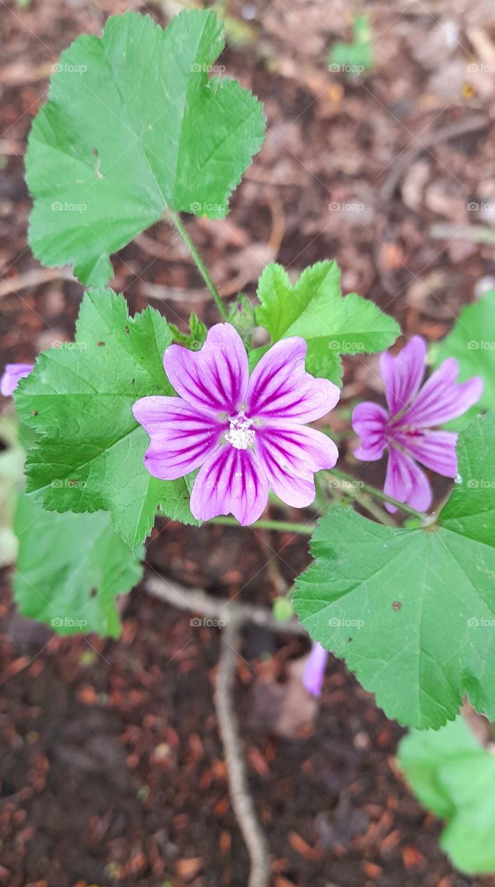 Malva.