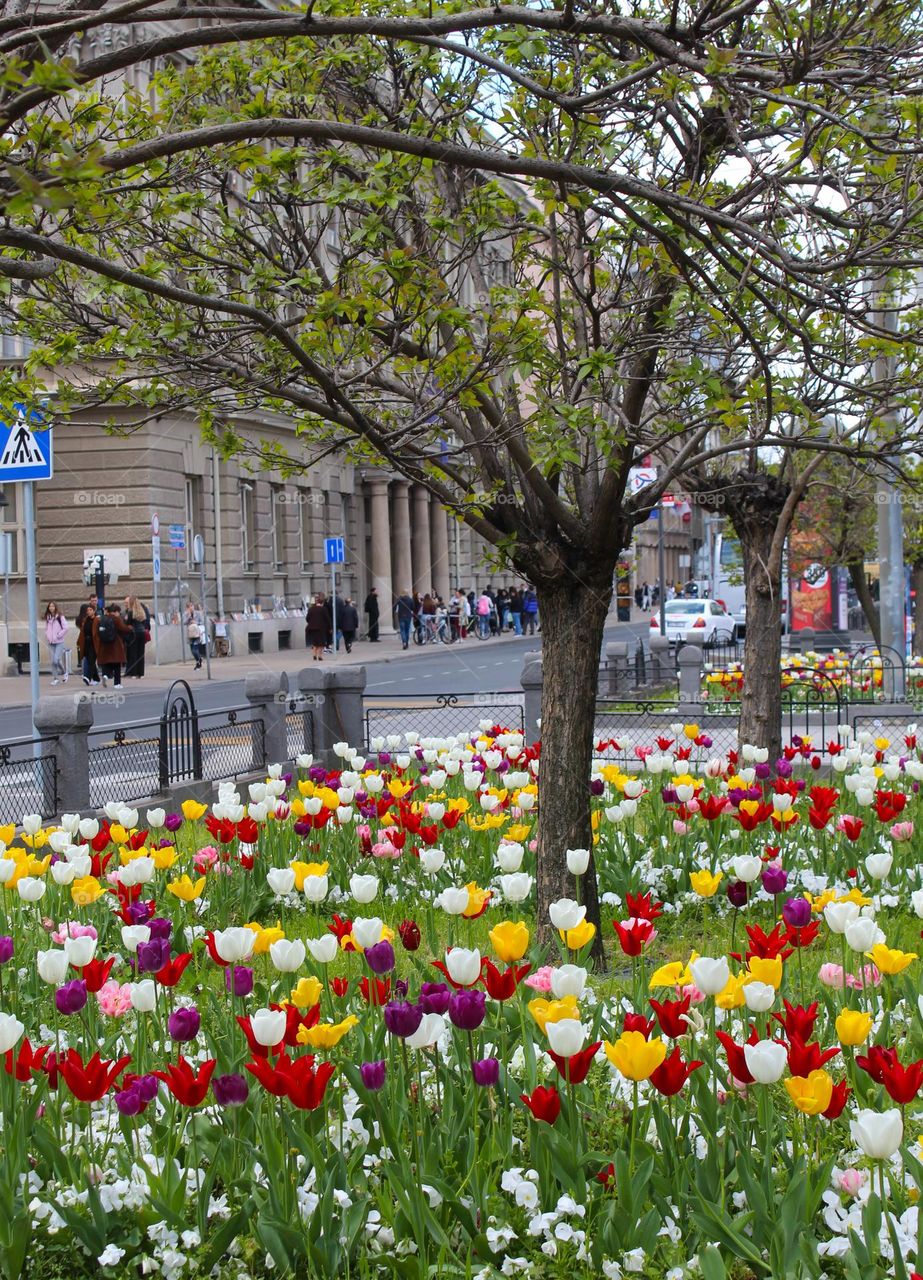 City greenery.  A small park next to a busy street refreshed with beautiful multi-colored tulips