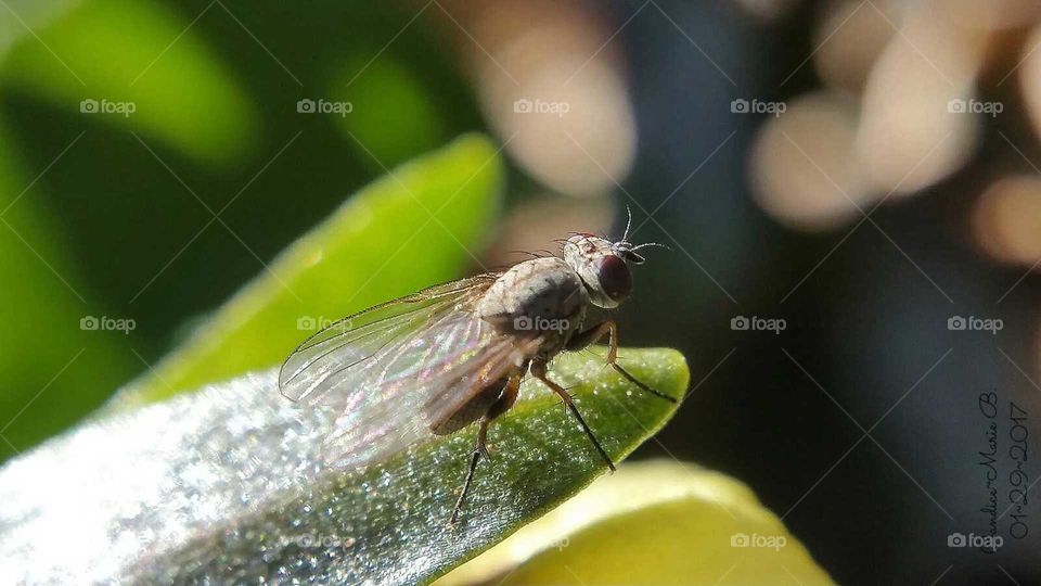 Small Fly In a Big World