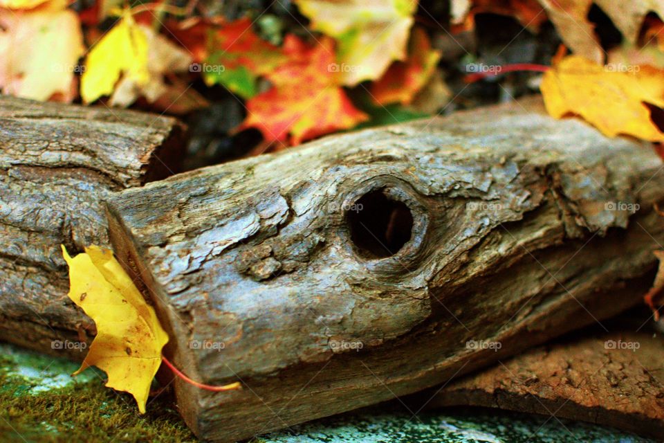 Log with autumn leaves