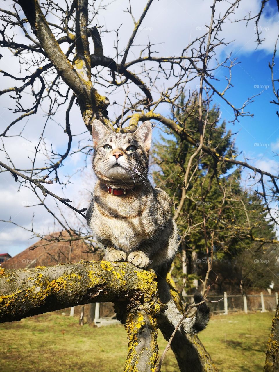 Cat in the tree