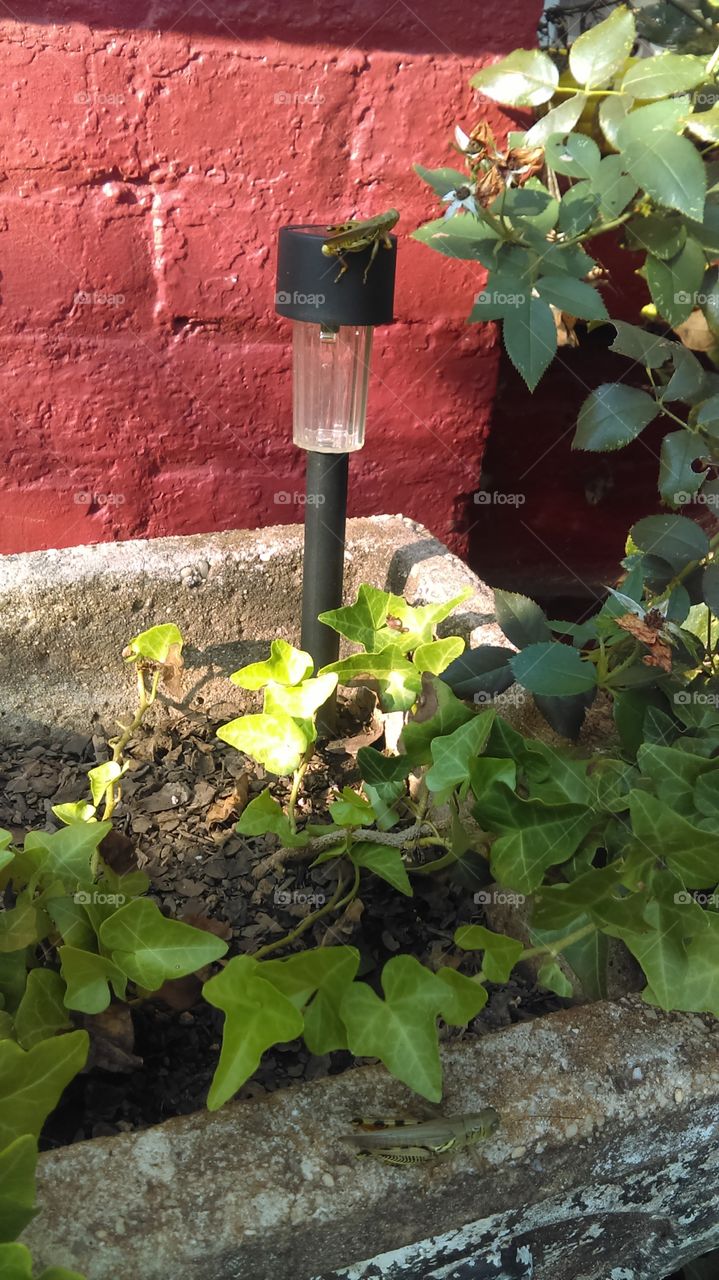 Grasshoppers on solar light and planter