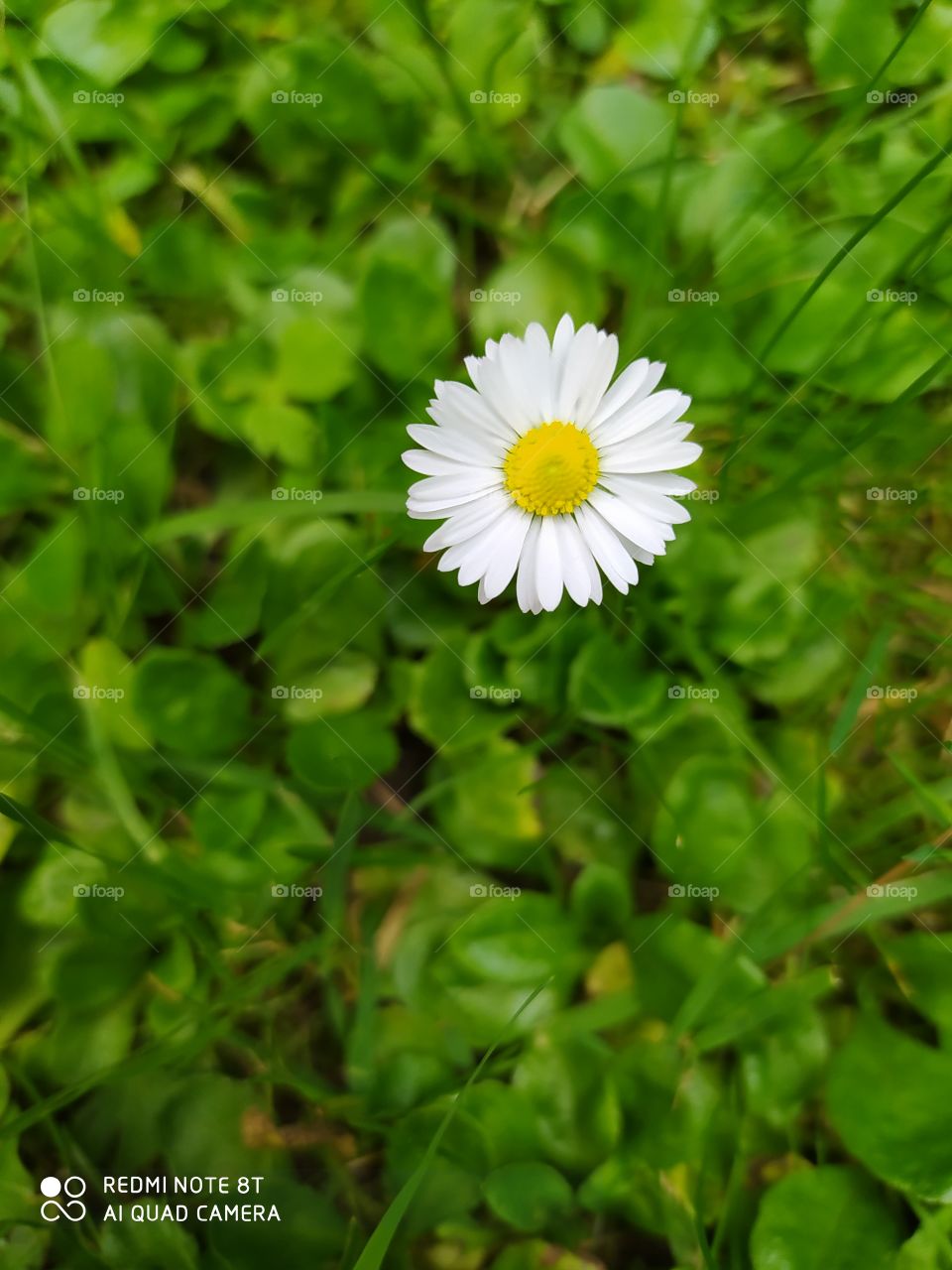 daisy