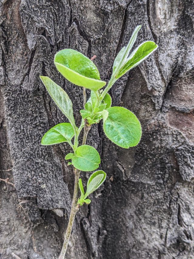 quince tree