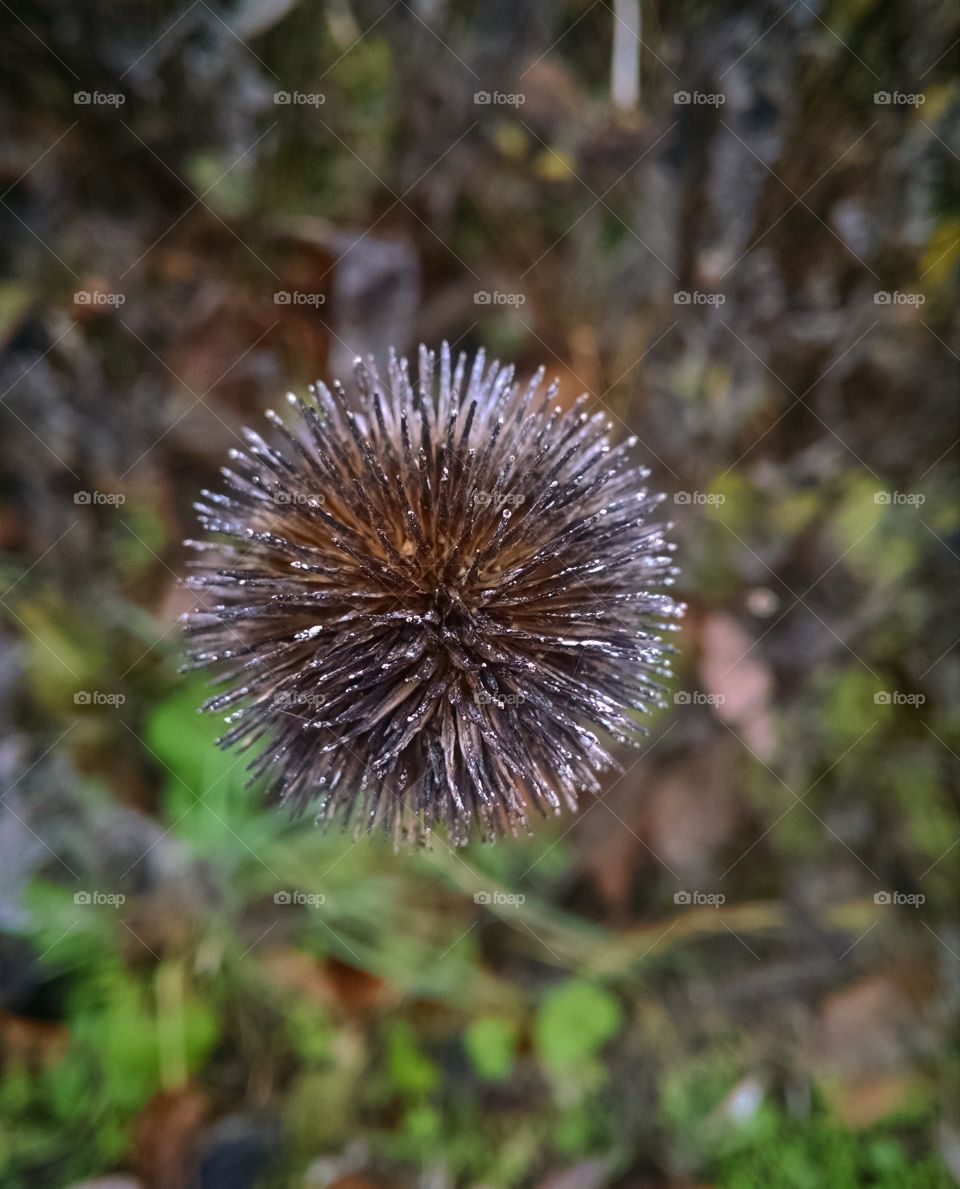 Weed Thistle