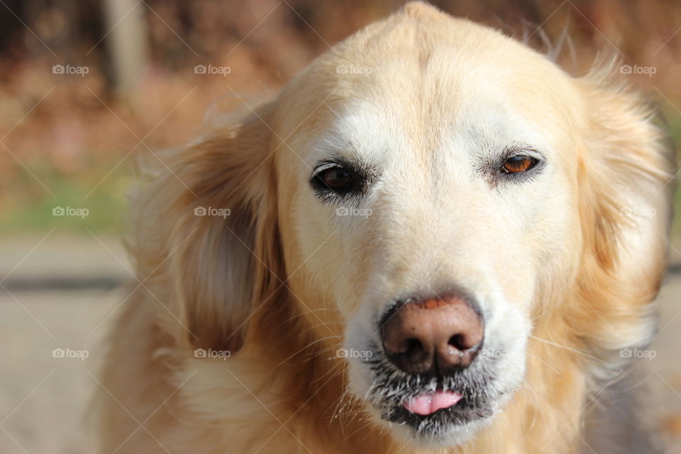 Kaci, happy to go for a walk on a beautiful autumn day!