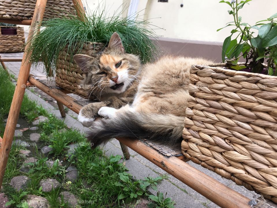 Basket, Nature, Wood, No Person, Garden