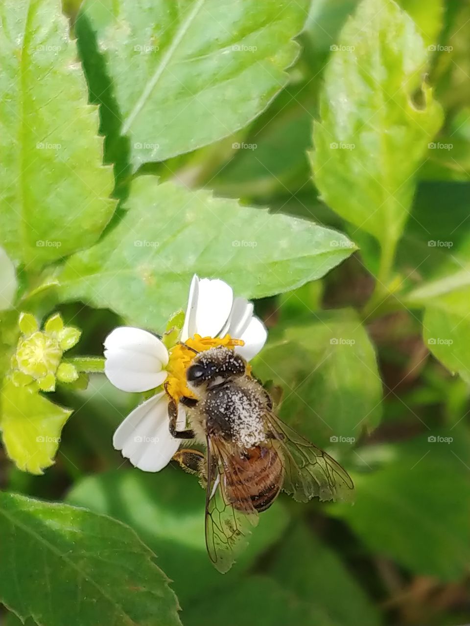 Close-up of honey bee with pollen sprinkled on his back sitting on a small white and yellow flower with green and yellpw leaves in the background.