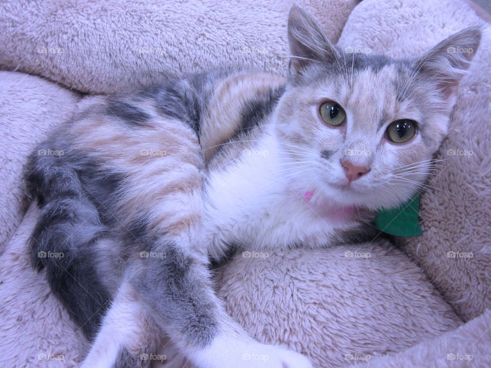 Dilute calico
