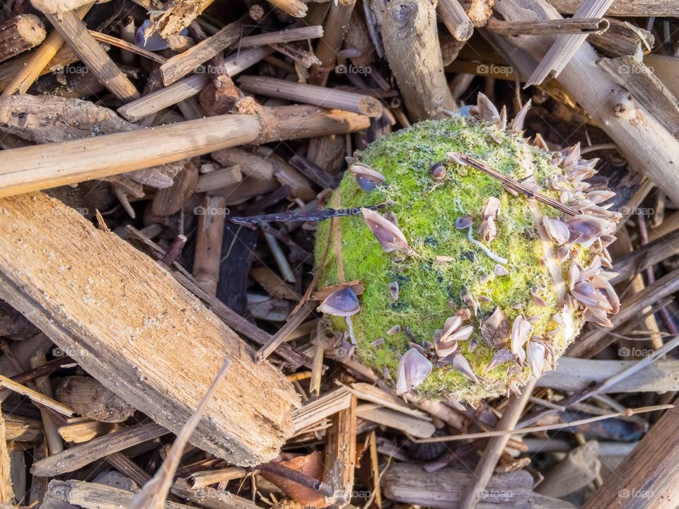 Trash on the beach