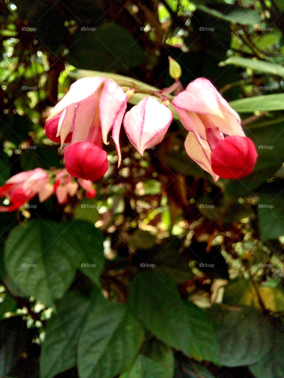 Clerodendrum thomsoniae