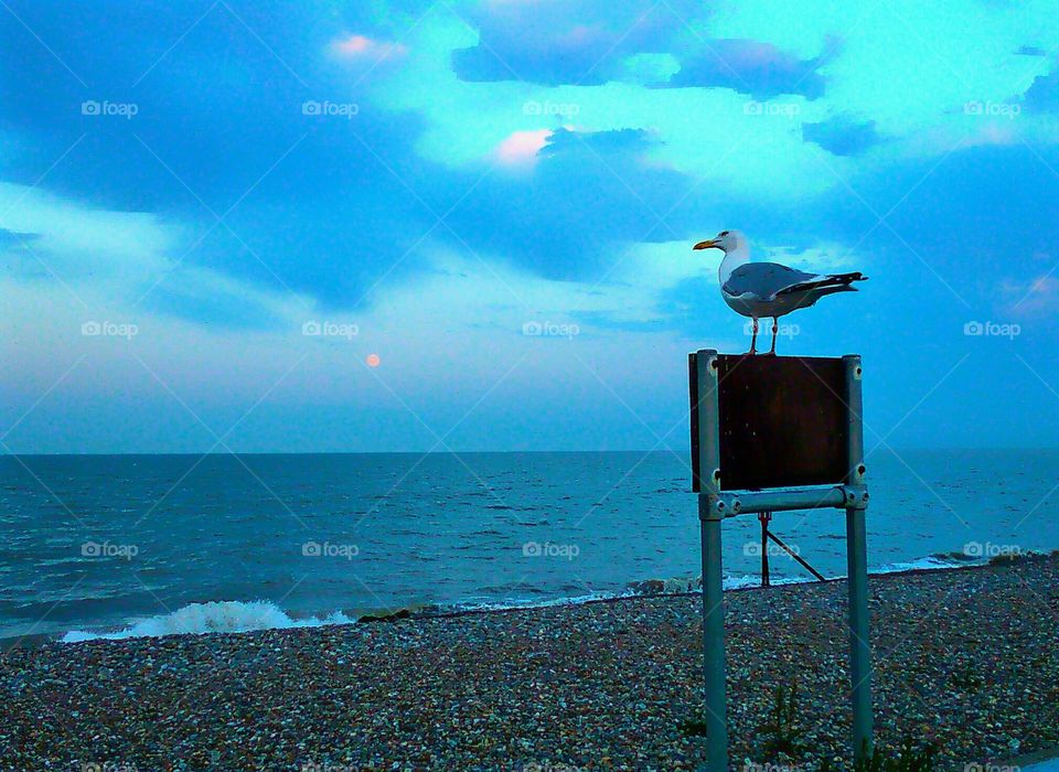 Seagull Looking Out To Sea