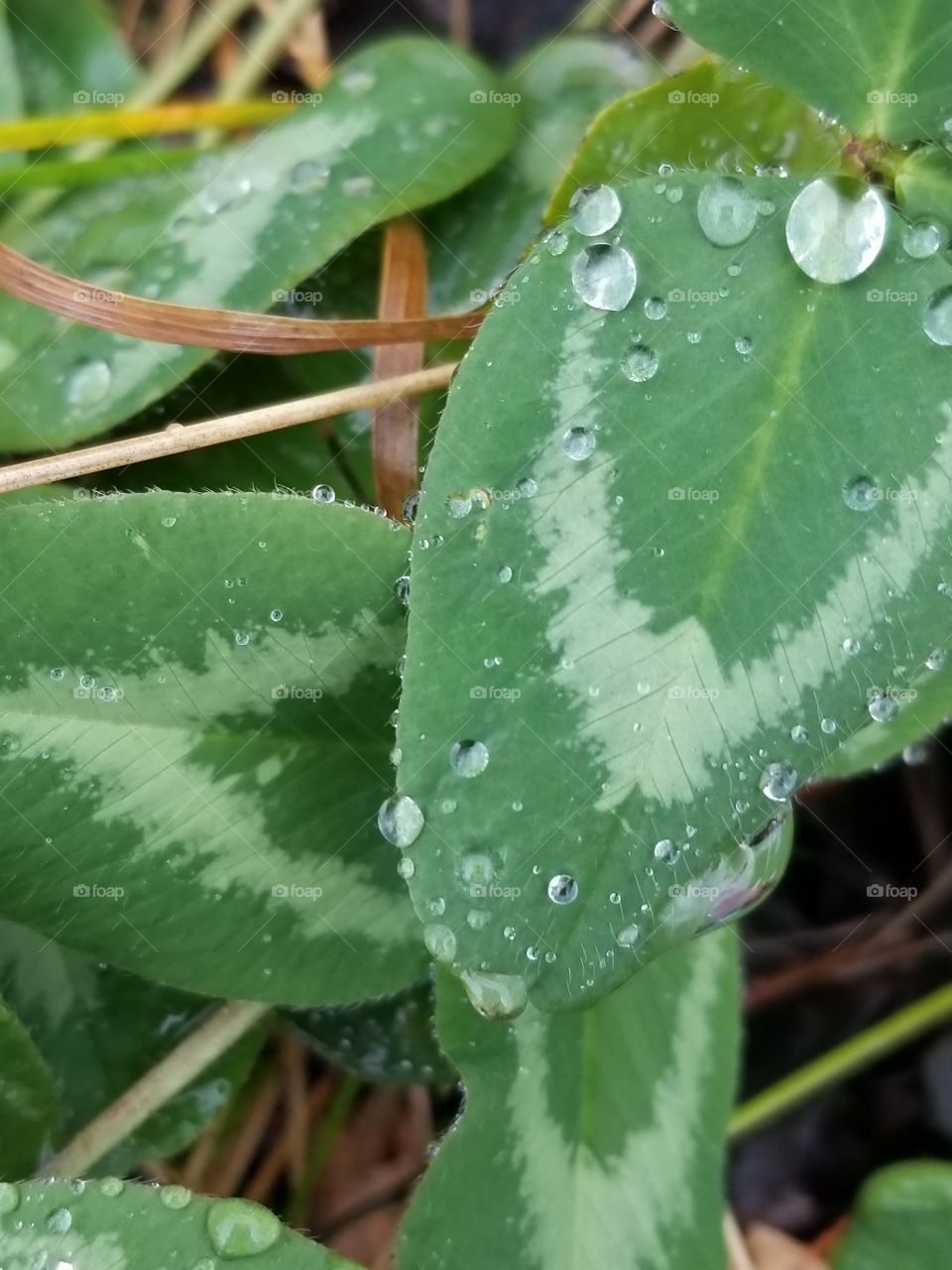 clover leaf with water drops
