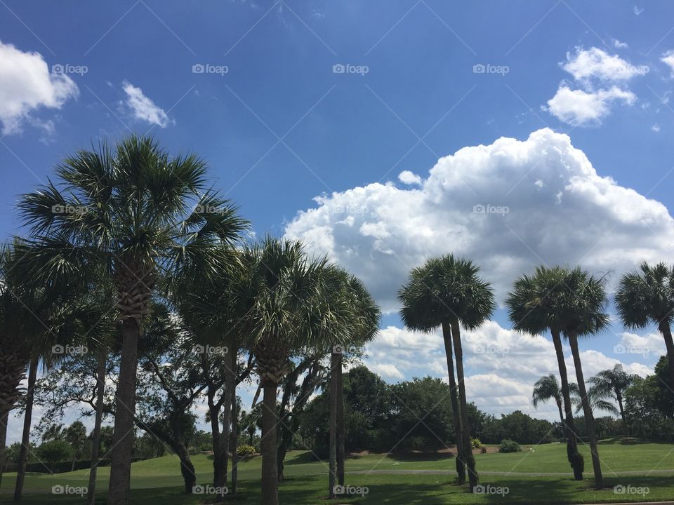 Sunny Orlando