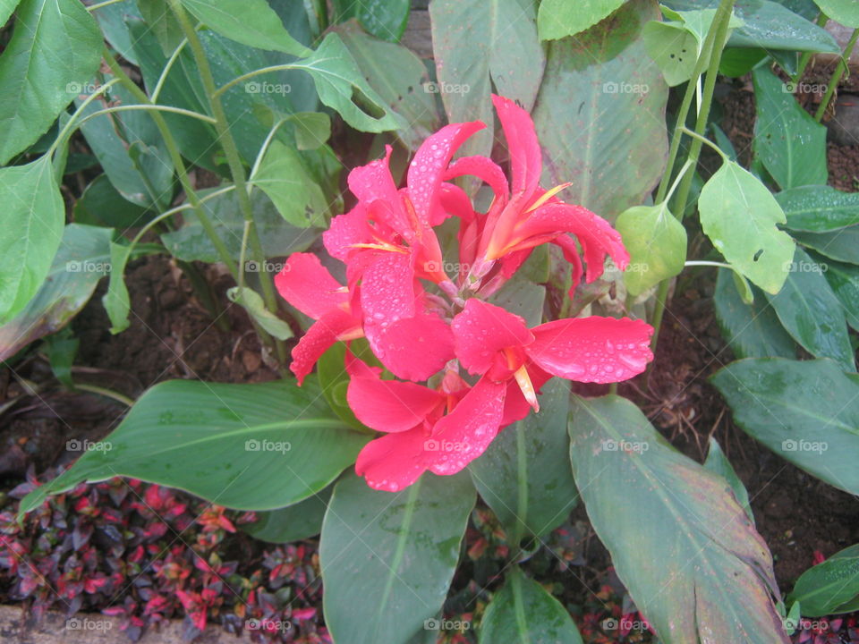 be ready, I am about to bloom