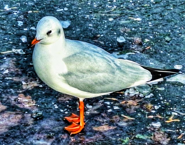 Image of a red billed gull standing on an icy lake with loose chunks of white ice and autumn leaves suspended in the ice