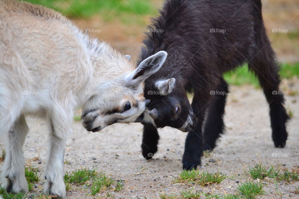 Goats testing each others strength