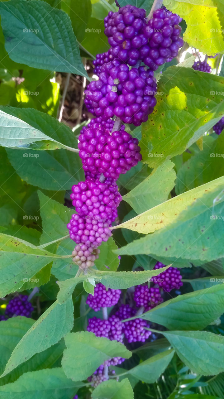 seagrape (coccoloba uvífera) shrub with grape-like fruits grow in long, hanging clusters.