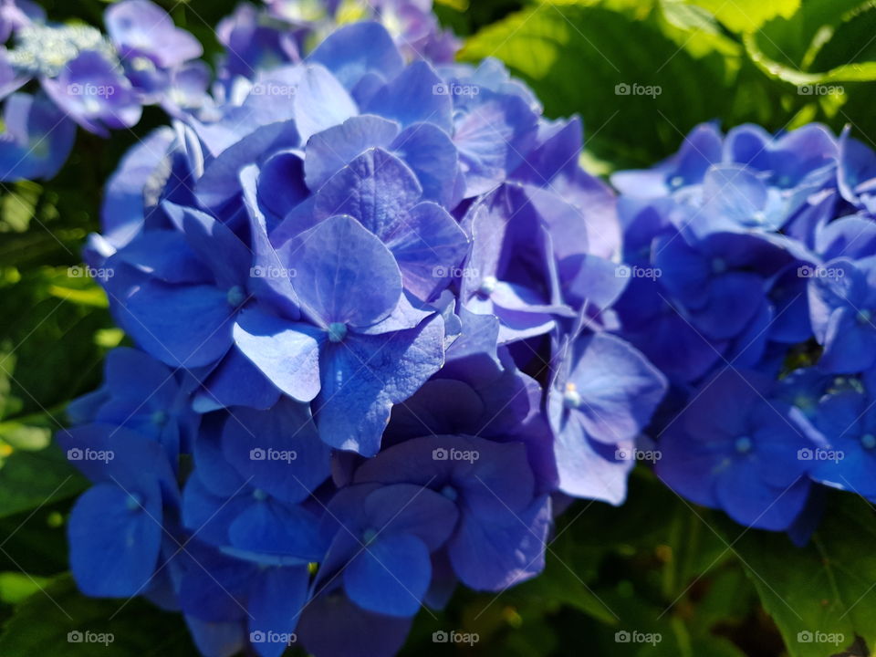 Blue hydrangea