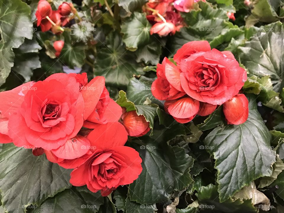 Red begonia