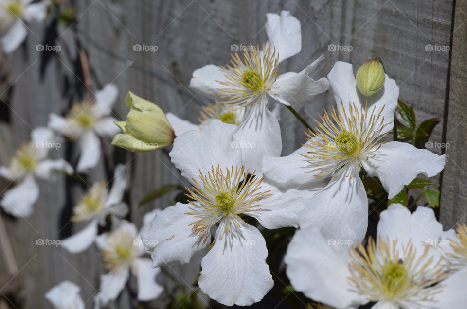 flower white plant clematis by fingermouse1831
