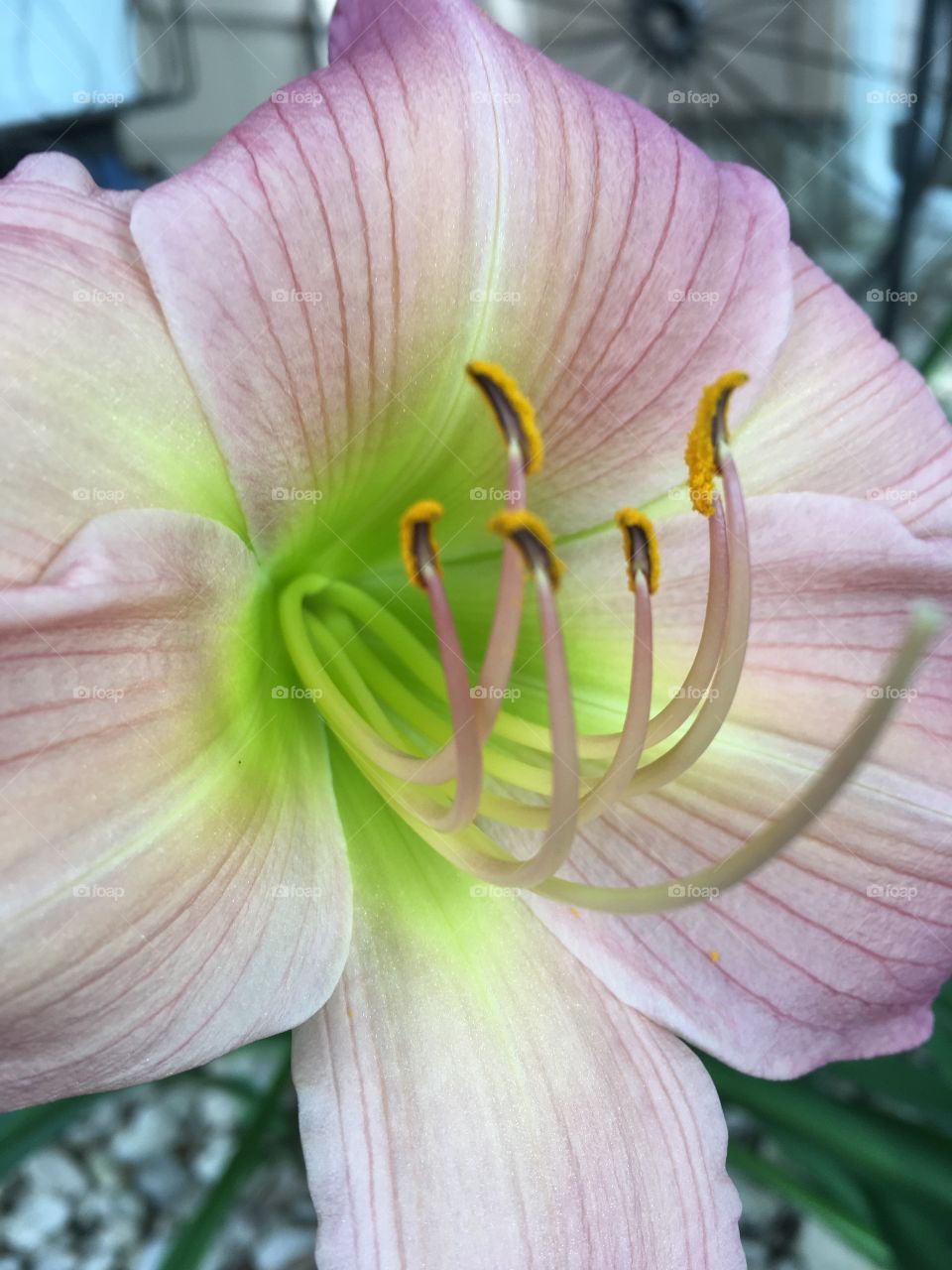 Pink lily 