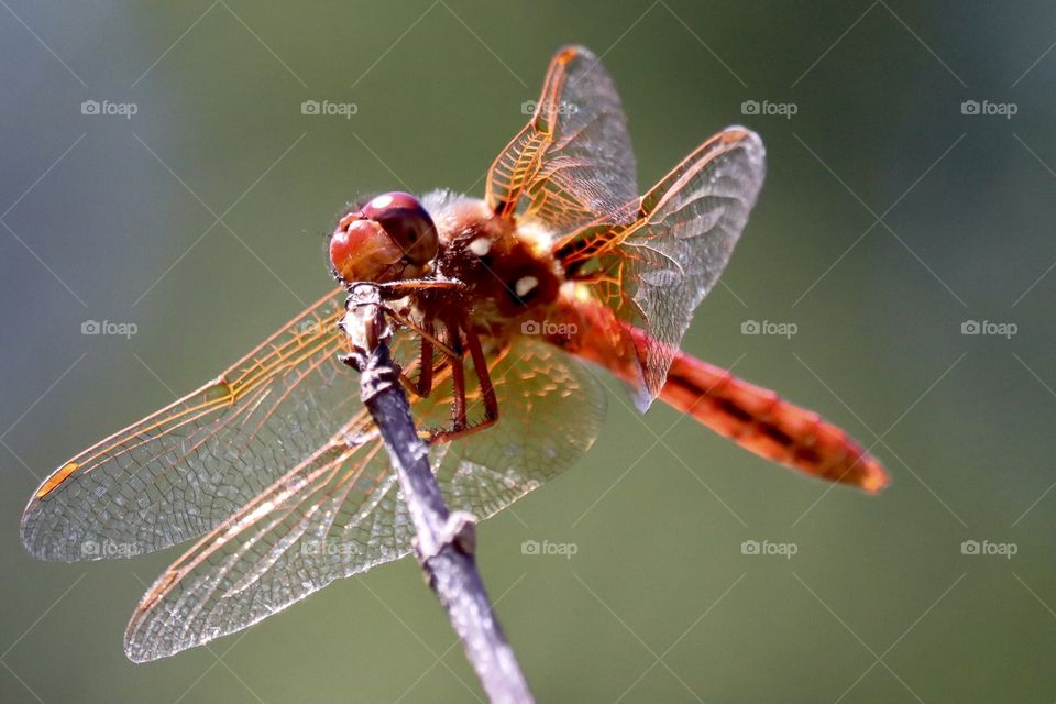 A cardinal meadowhawk dragonfly perches on a tree limb during the summer month of July in Washington State 2021