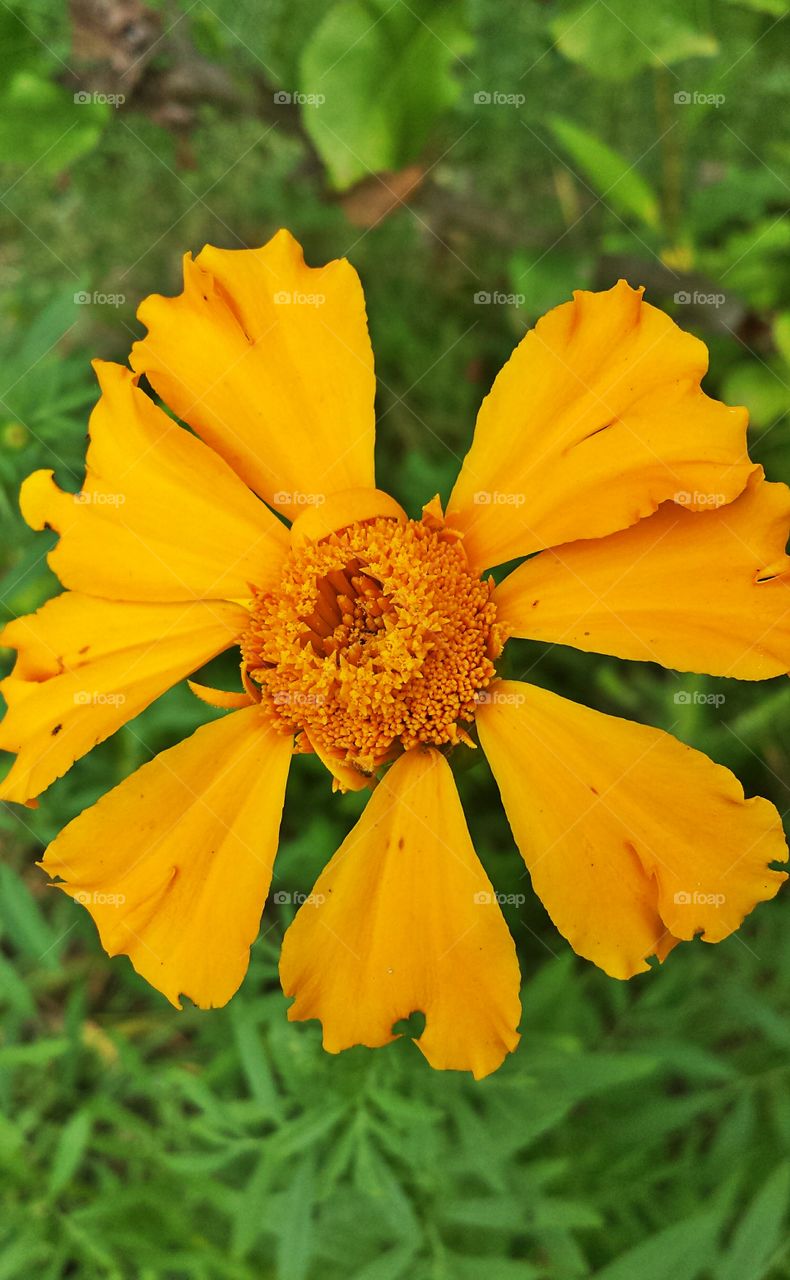 Marigold