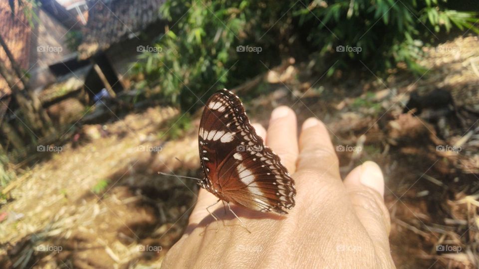 This beautiful butterfly is tame.