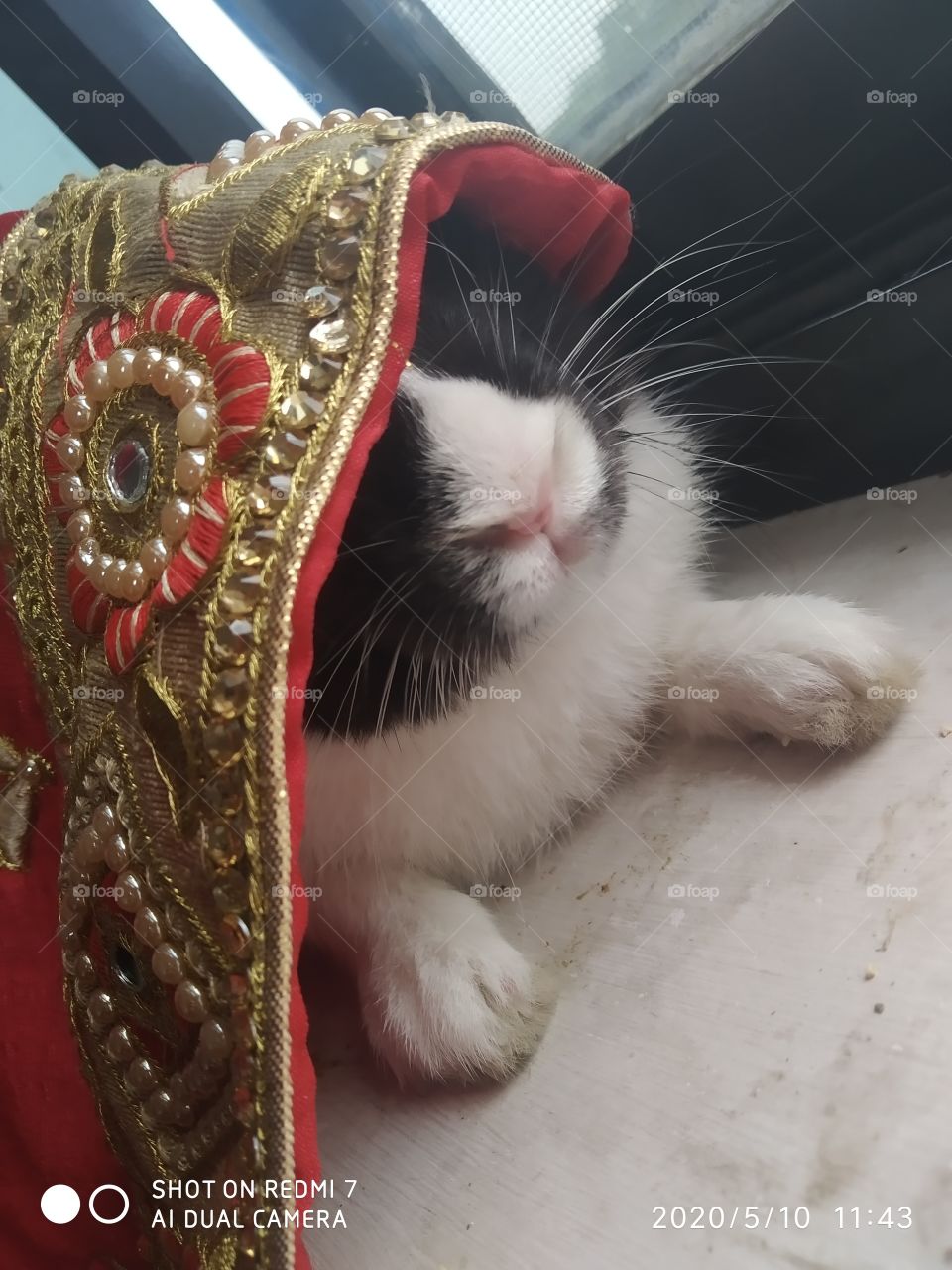 Rabbit in the bride's dress UP India