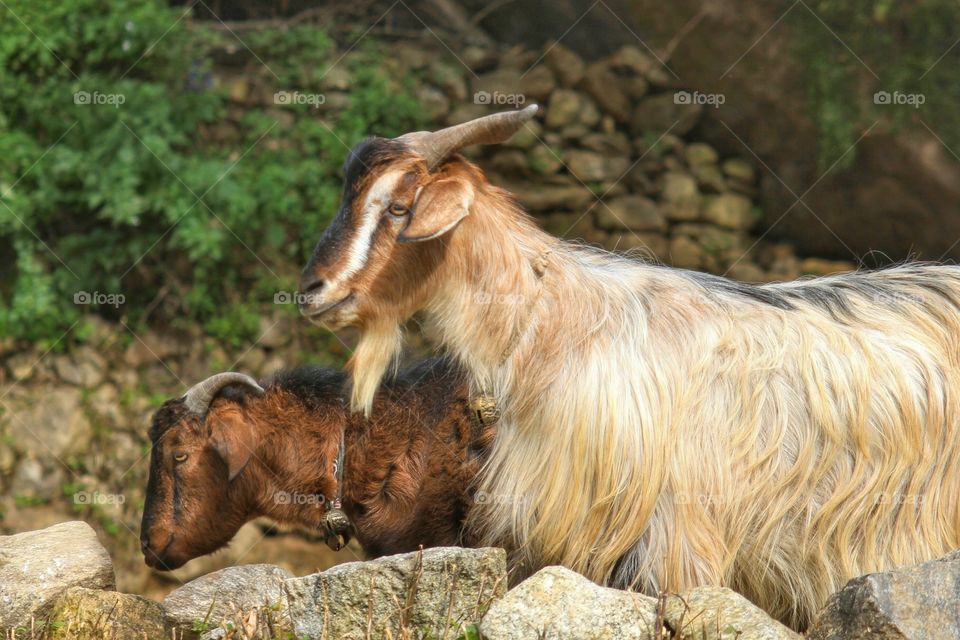 Mountain Goats. Saw these while trekking in Nepal