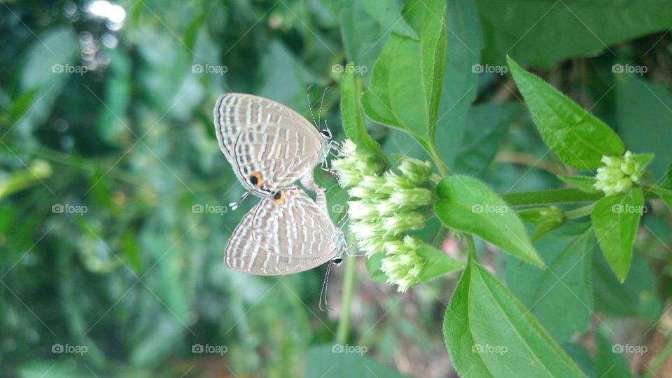 A pair of little butterflies making love on a blooming flower