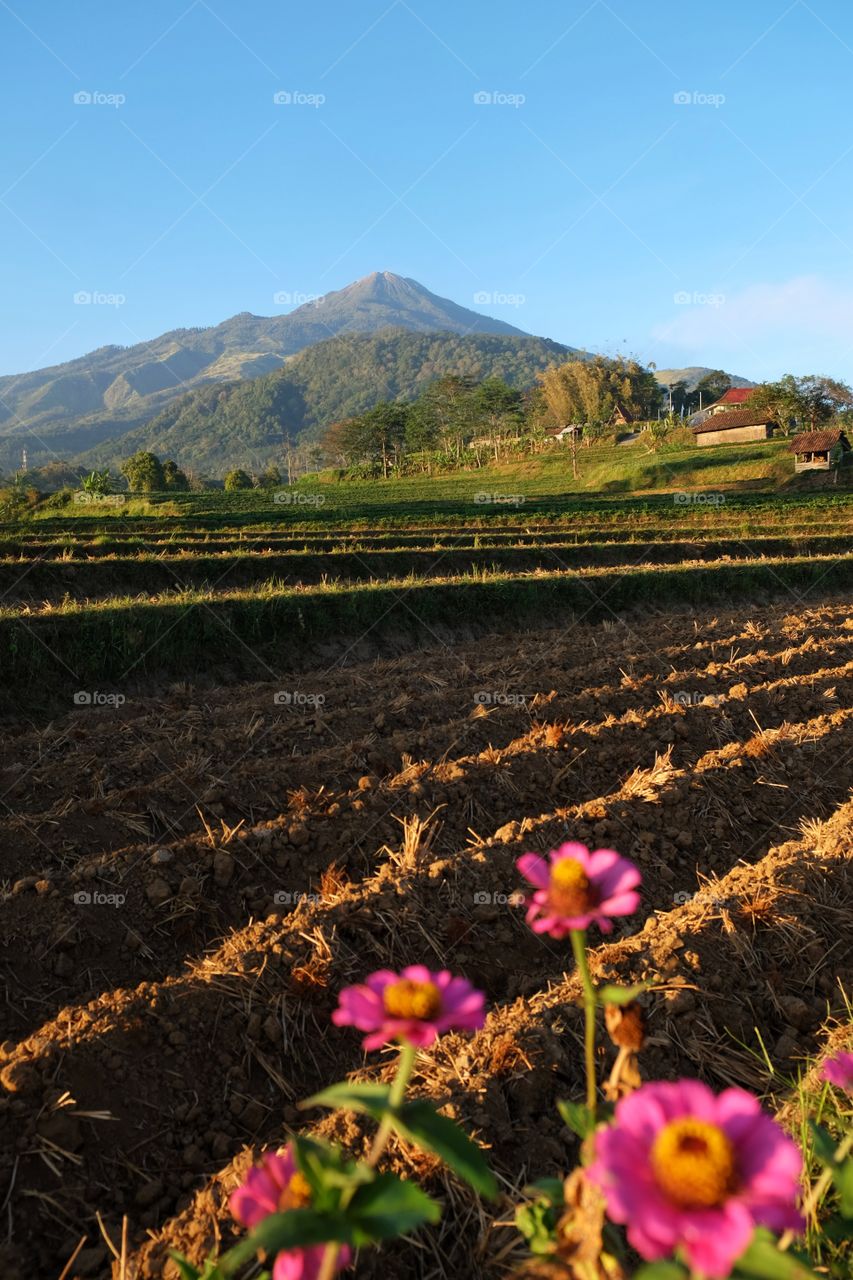 terrace rice field in Selotapak village