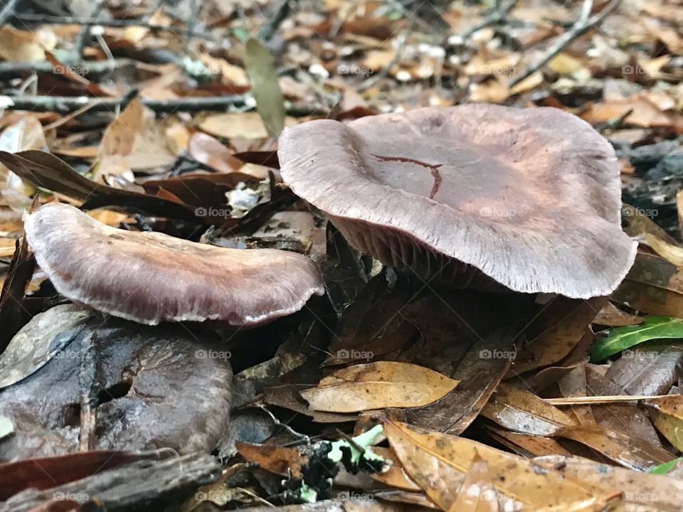 Mushroom #3