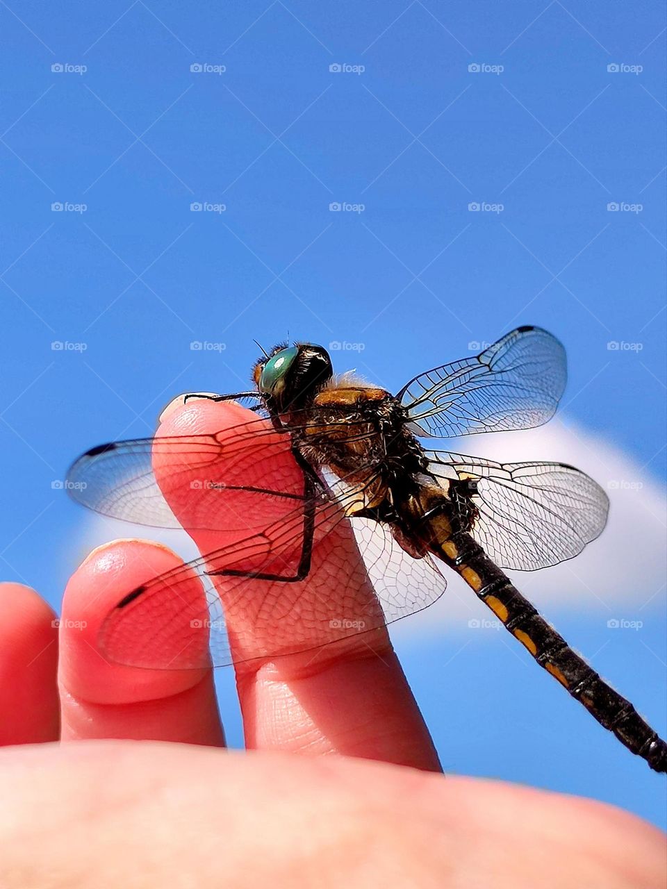 Sunny day.  A dragonfly sits on the finger of a hand against a blue sky with a white cloud