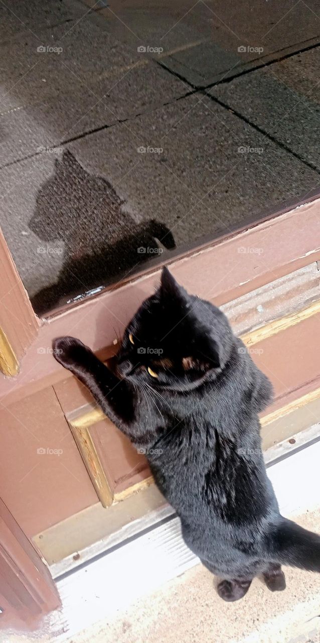 Black Cat At The Door