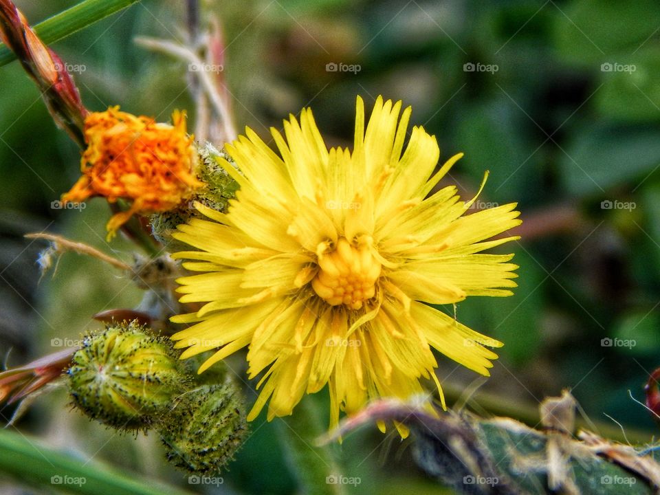 macro closeup of a dandelion in 3 stages of life