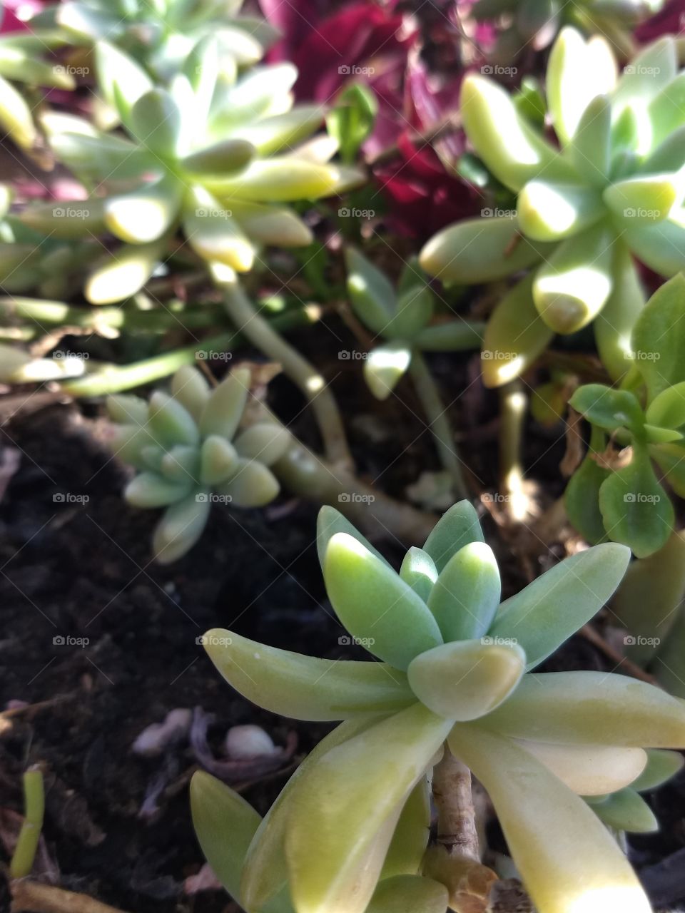 suculents