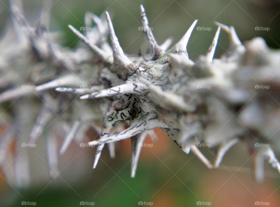 Close-up of thorns
