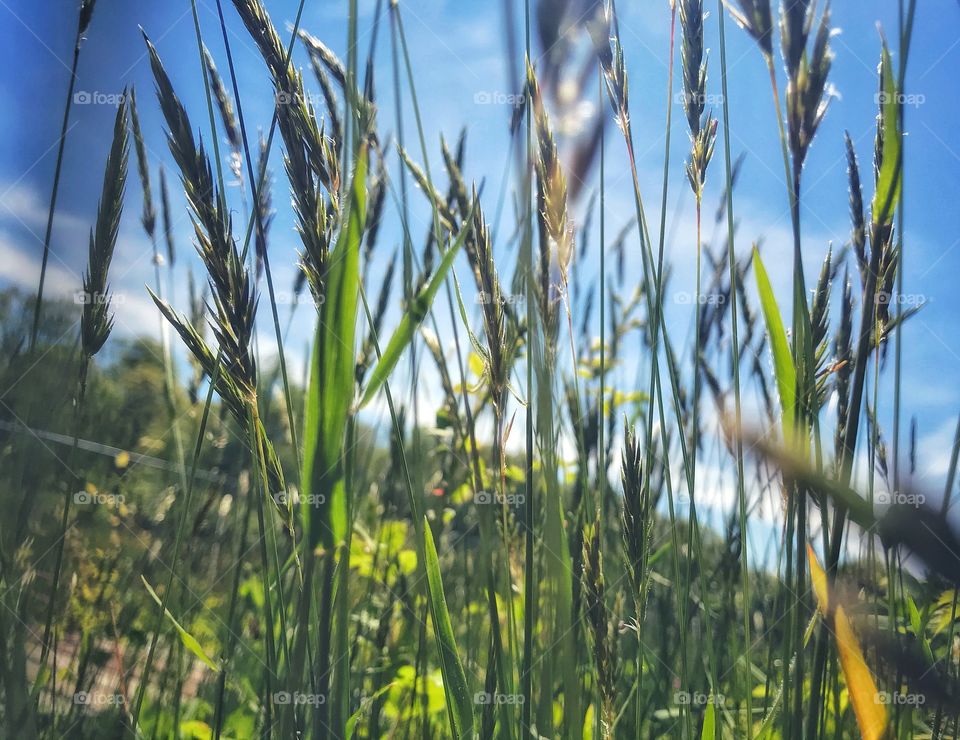 Wildflowers, weeds and grass 