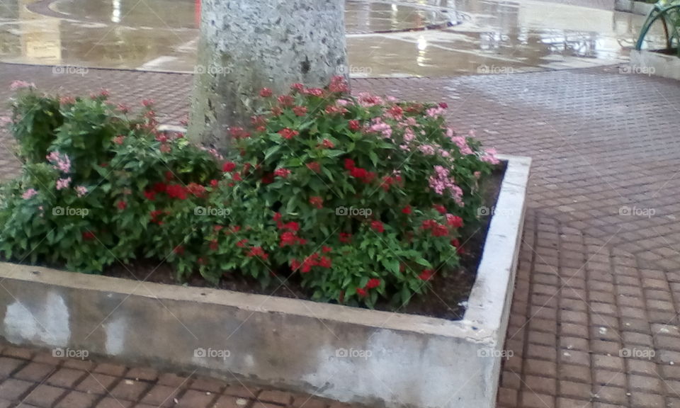 flores plantadas en parque municipal
Nahuizalco, El Salvador