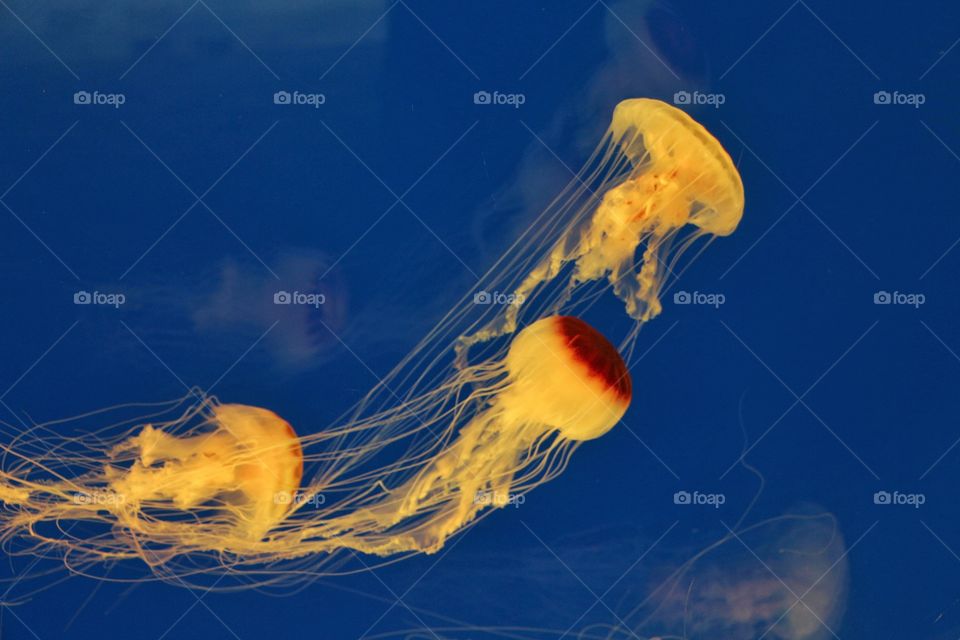 orange jellyfish