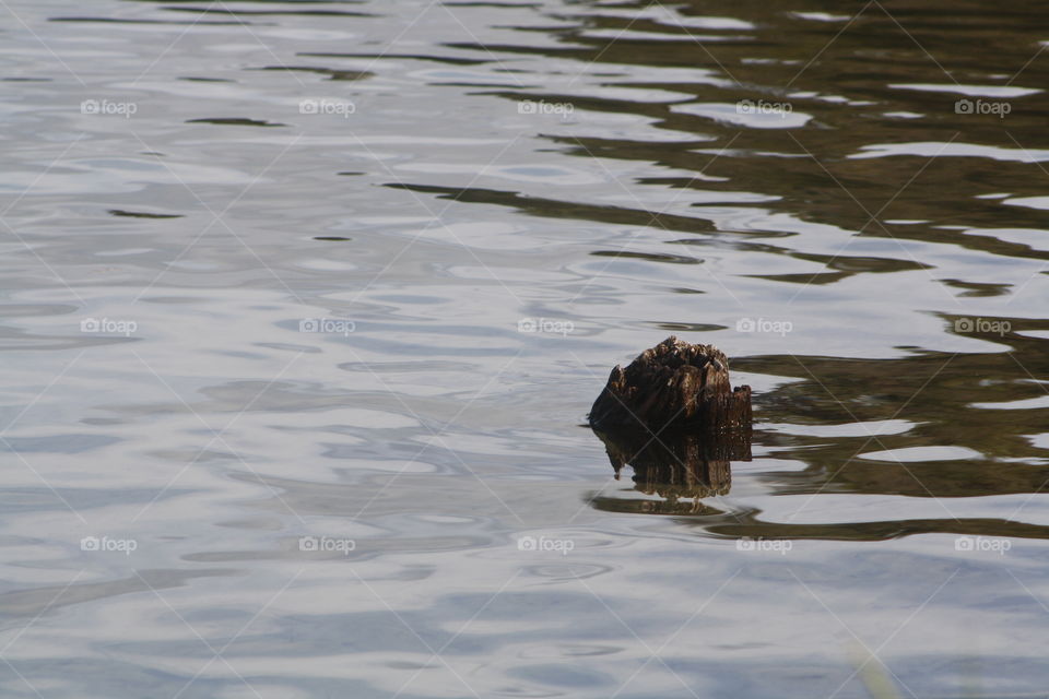 Log in the Lake