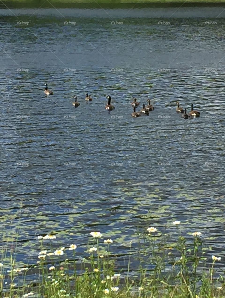 Geese swimming 