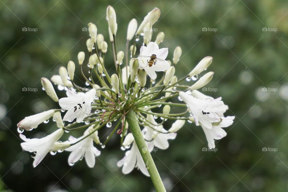 Rainy July … my agapanthus is waiting to burst into flower but daily rain seems to batter it !