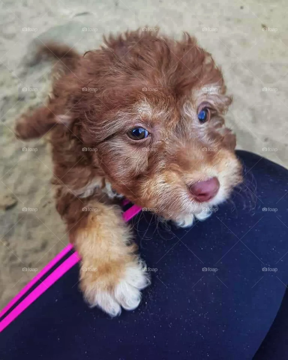 Cute puppy