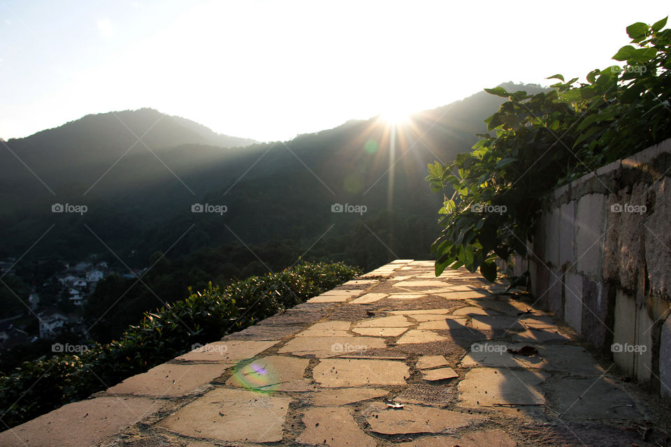 Path between the tea. A little path in the hangzhou tea plantation during golden hour, China.