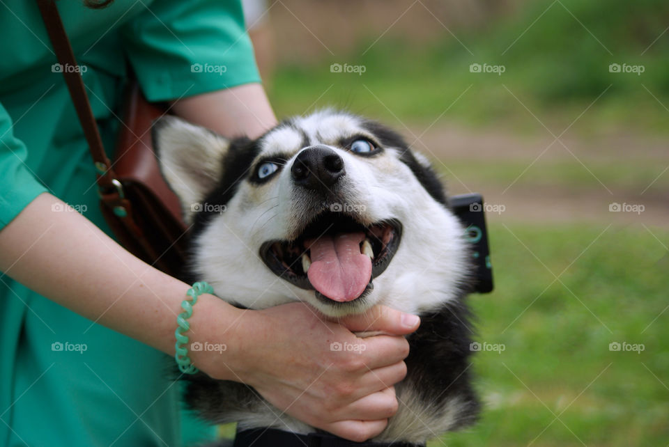 Husky dog