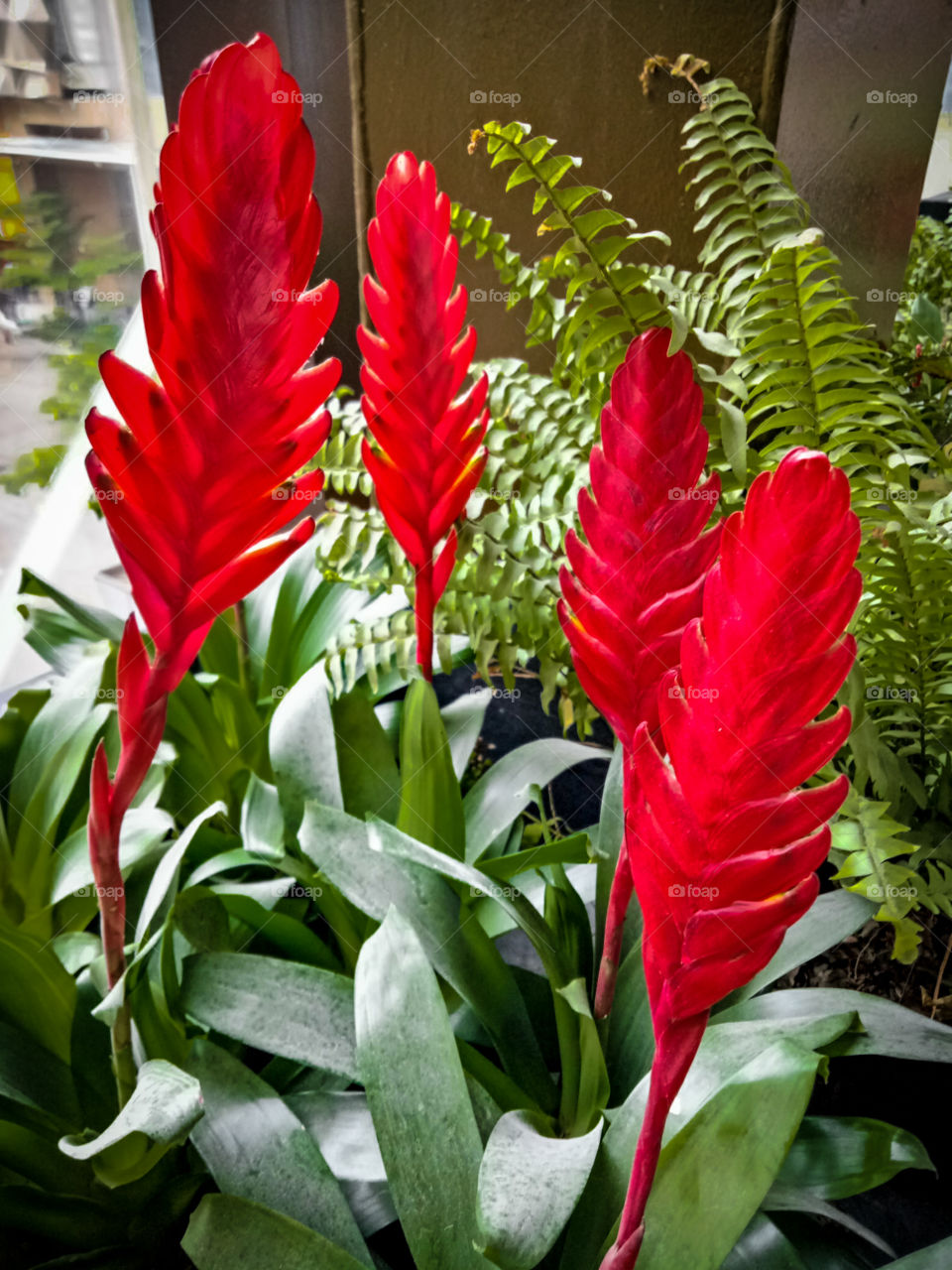 Red Bromeliads
