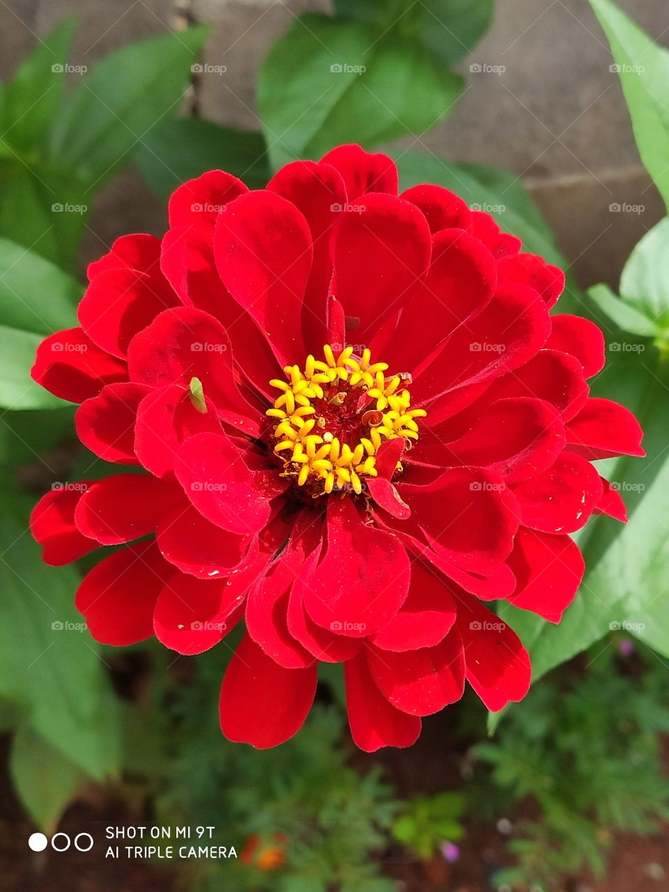 Eu vejo flores em você